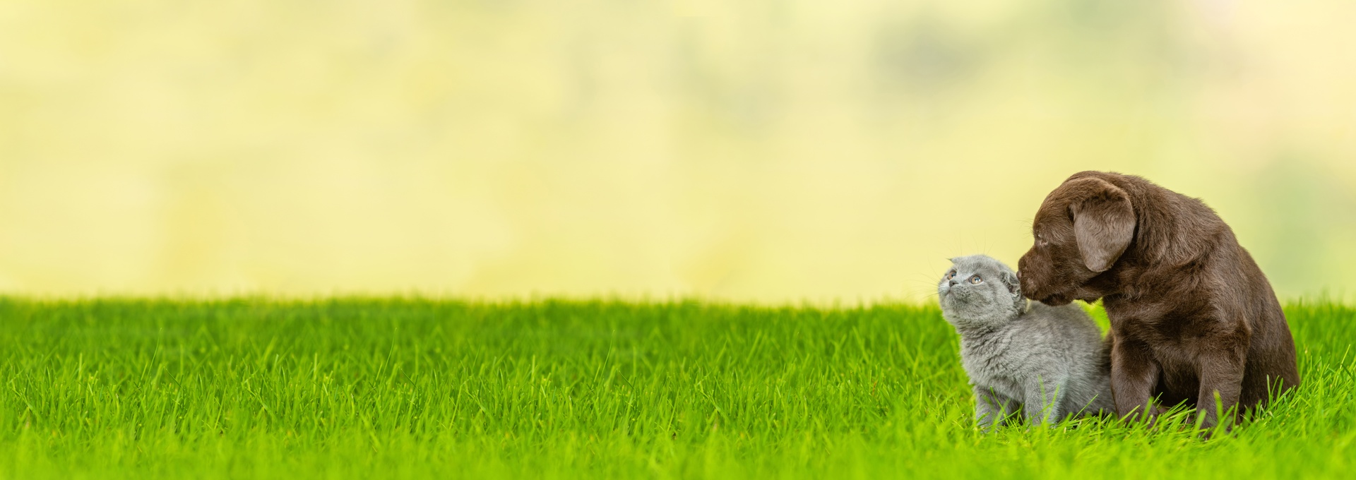 Westgate Pet Clinic