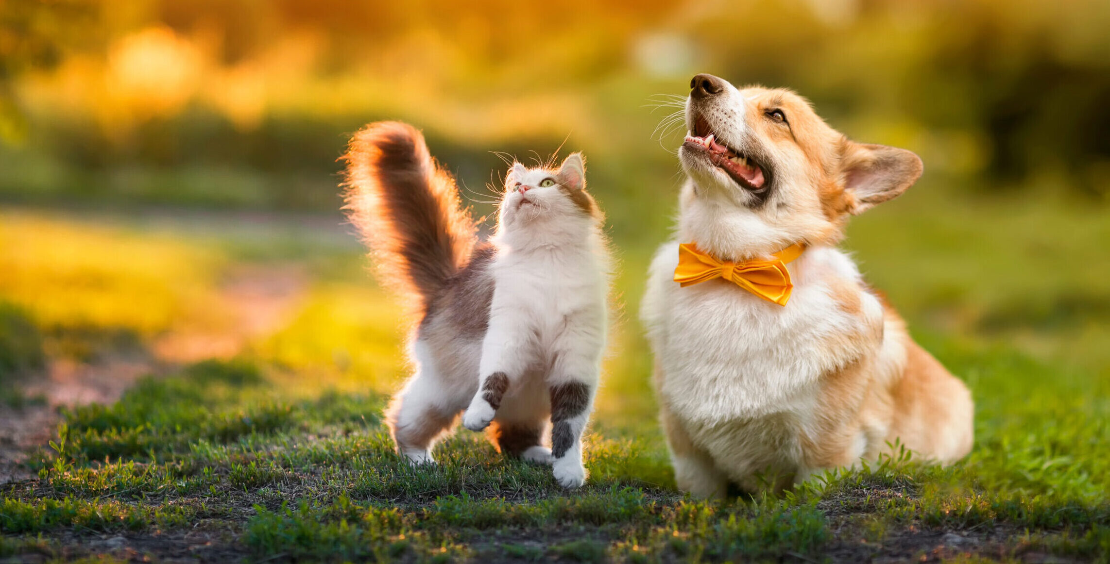Westgate Pet Clinic