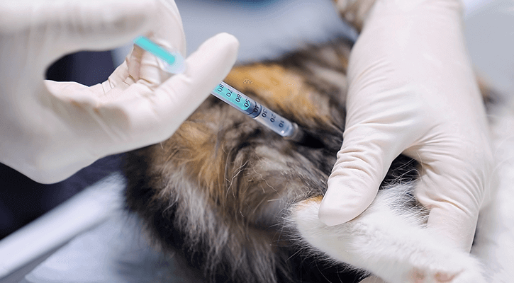 Vaccinating your pets in Minneapolis