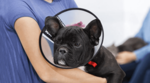 Spaying and neutering animals in Minneapolis