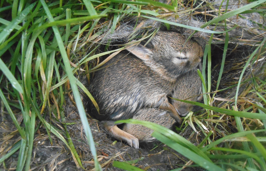 Care for Orphaned Bunnies