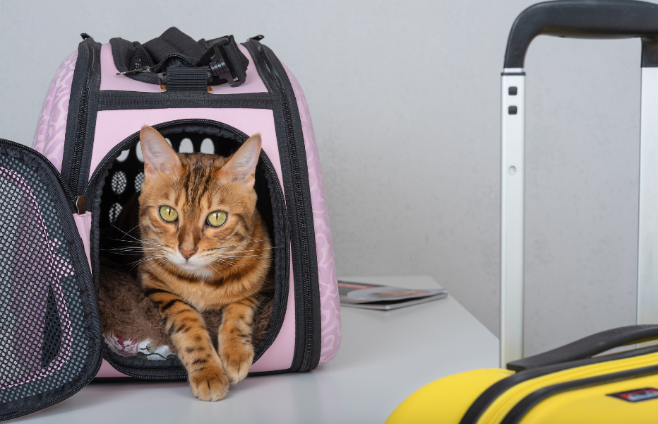 Disaster Preparedness for Your Pets