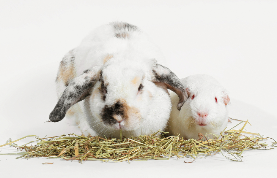 GI Stasis in Rabbits and Guinea Pigs