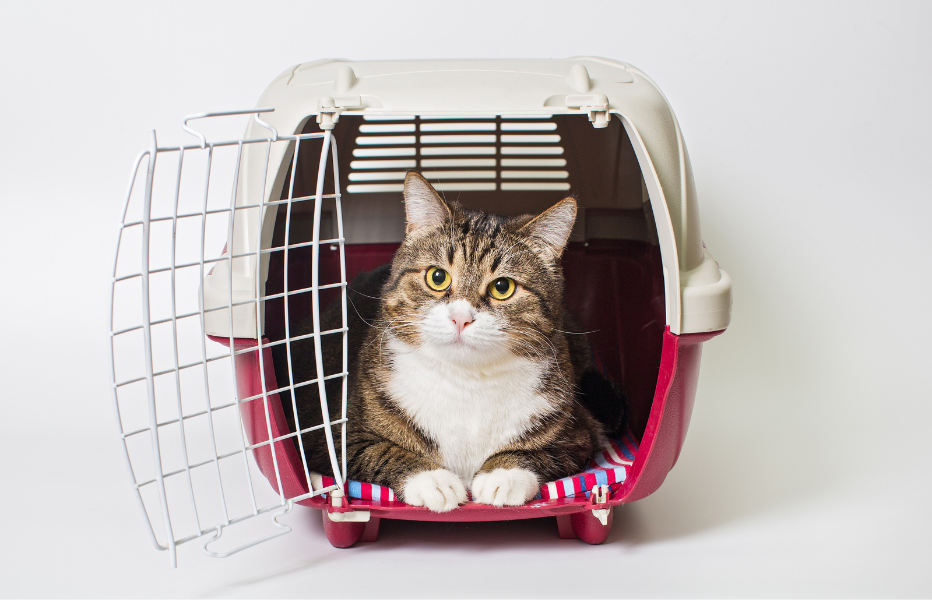 Get Your Cat to Love the Carrier