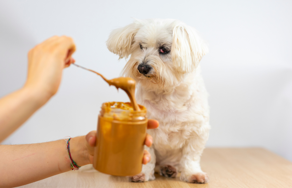 How to Safely Love our Dogs with Food