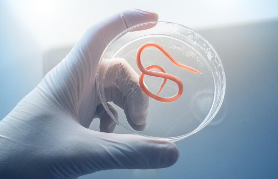 It's Not the Flu, It's Roundworm (1) It's Not the Flu, It's Roundworm (1)