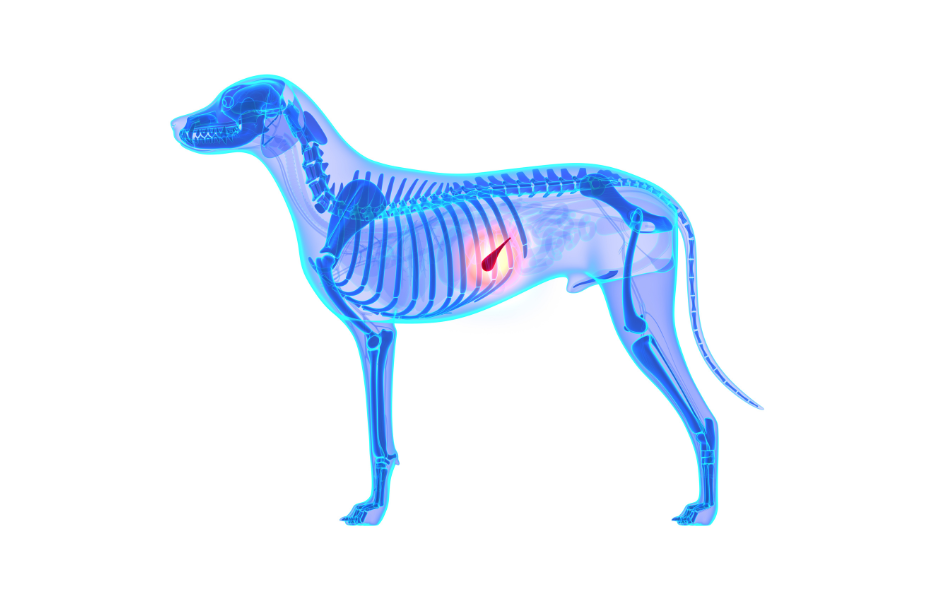 Canine Pancreatitis