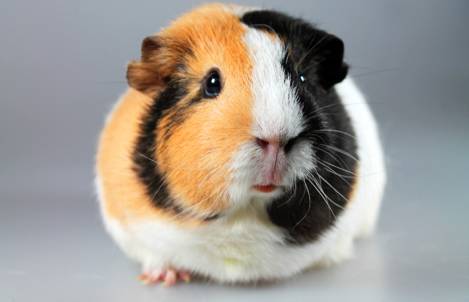 How to Care for Guinea Pigs