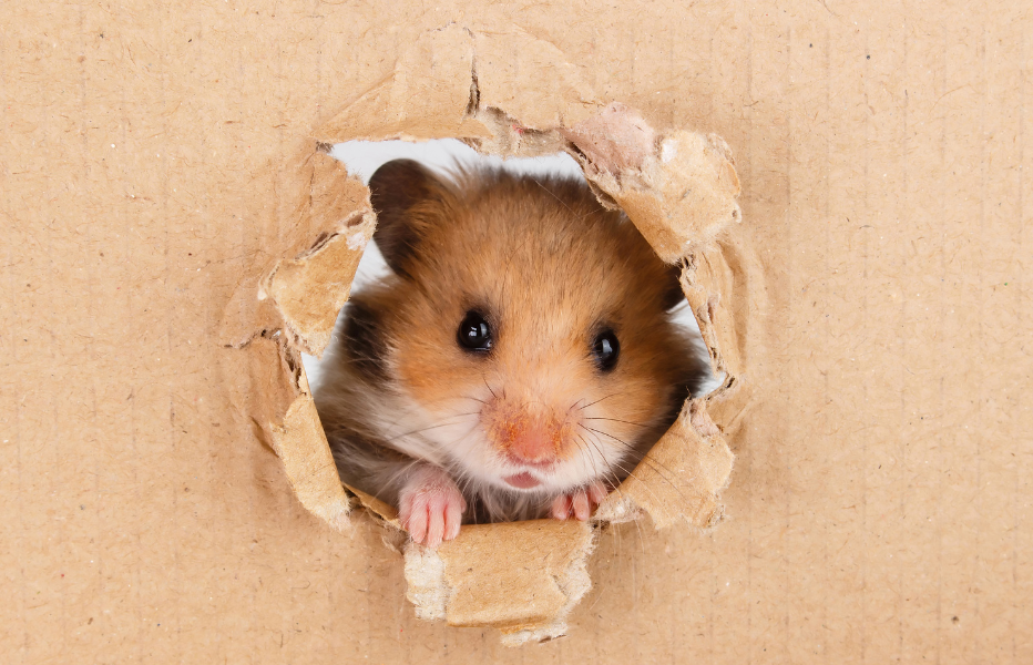How to Care for Hamsters