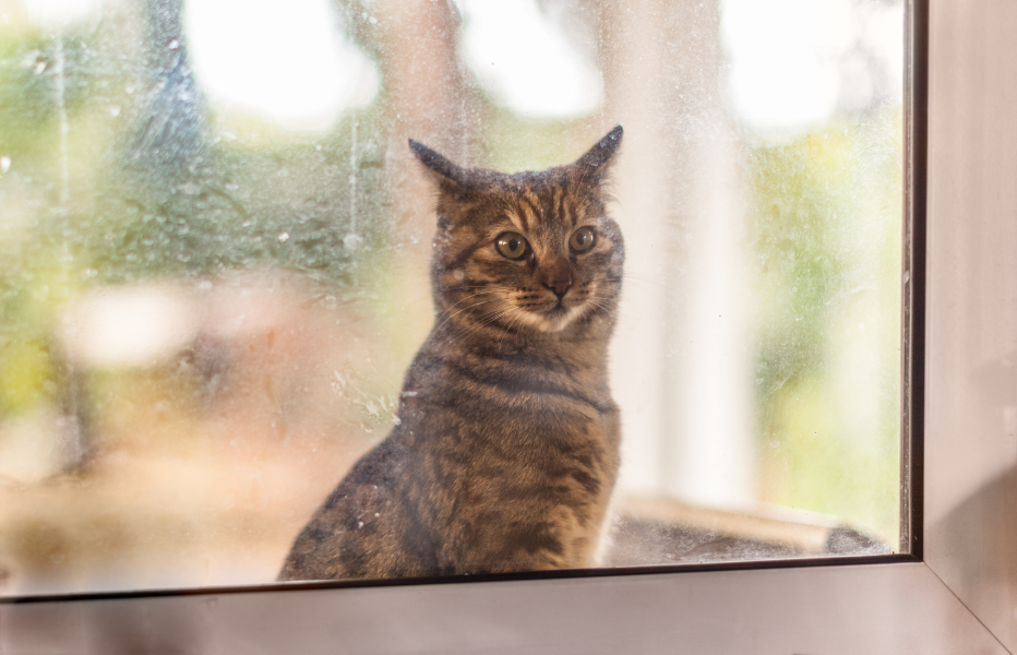 Preventative Care for Indoor vs Outdoor Cats