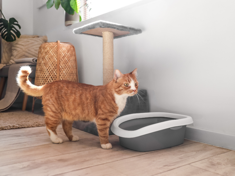 help-my-cat-is-urinating-outside-the-litter-box-westgate-pet-clinic