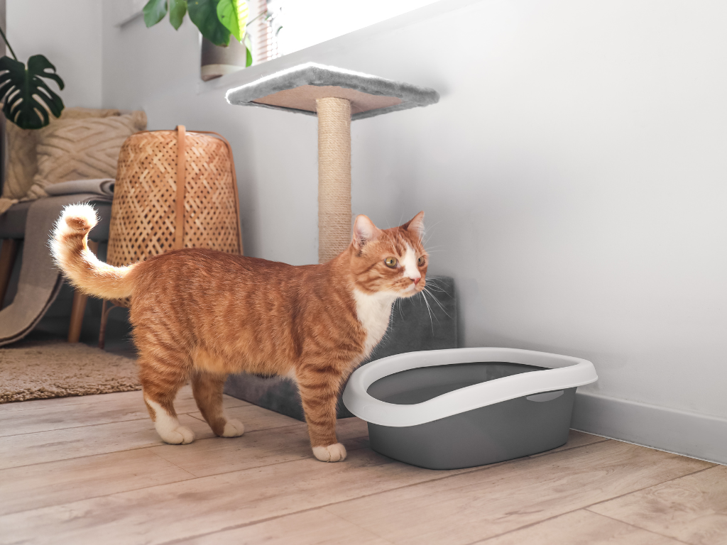 Help! My Cat is Urinating Outside the Litter Box