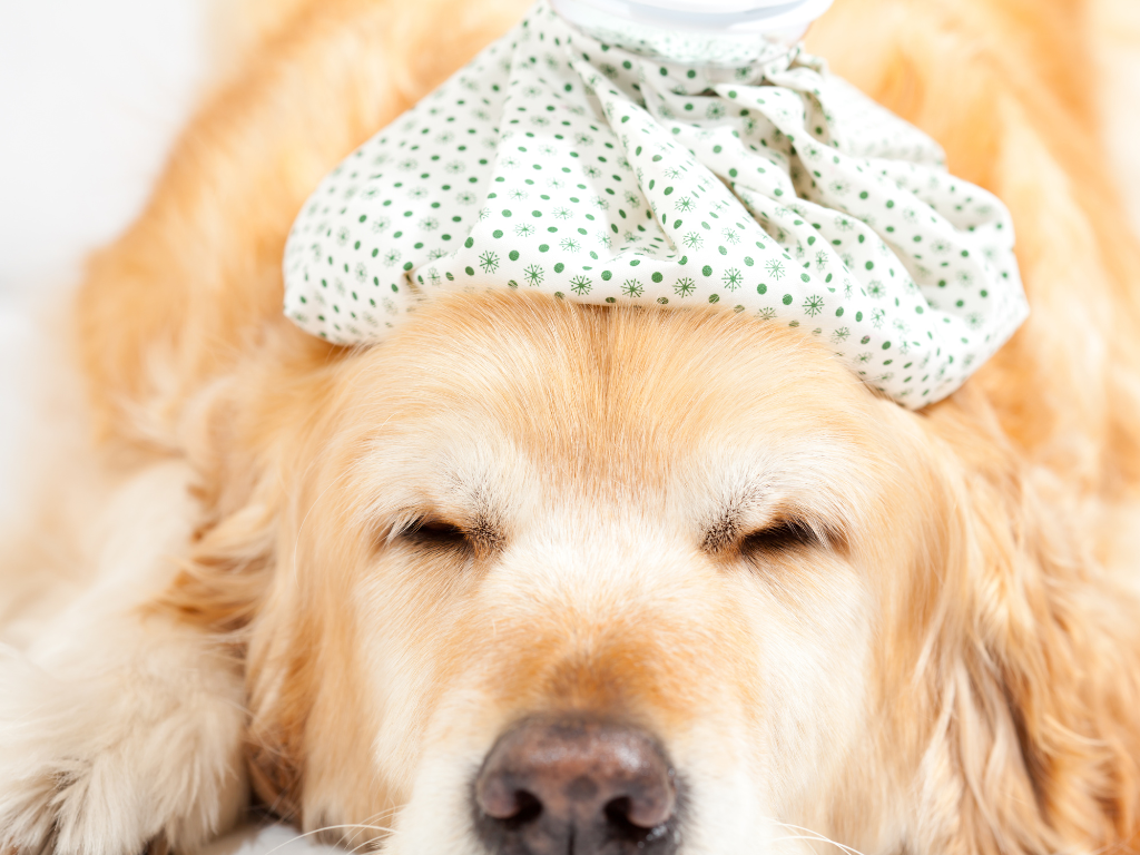 The Facts About Canine Flu